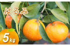 【1月下旬より発送】低農薬栽培はるみ 5kg | 数量選択可 はるみ みかん ミカン 蜜柑 柑橘 数量限定 愛媛県産 松山市 中島 低農薬 愛媛県 