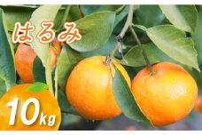 【1月下旬より発送】低農薬栽培はるみ 10kg | 数量選択可 はるみ みかん ミカン 蜜柑 柑橘 数量限定 愛媛県産 松山市 中島 低農薬 愛媛県 