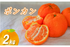 【2026年2月中旬から順次発送】低農薬栽培ポンカン 2kg