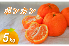 【2026年2月中旬から順次発送】低農薬栽培ポンカン 5kg