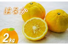 【2月上旬より発送】はるか 2kg | 数量選択可 みかん ミカン 蜜柑 柑橘 数量限定 愛媛県産 松山市 中島 低農薬 愛媛 ふるさと納税