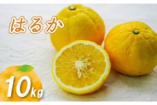 【2月上旬より発送】はるか 10kg | 数量選択可 みかん ミカン 蜜柑 柑橘 数量限定 愛媛県産 松山市 中島 低農薬 愛媛 ふるさと納税