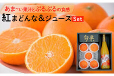 【11月下旬から発送】  紅まどんな・紅まどんなジュースセット（ 紅まどんな みかん ミカン 蜜柑 柑橘 フルーツ まどんな みかん 愛媛 みかん 紅まどんな 蜜柑 紅まどんな 愛媛 松山）
