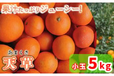 【1月から発送予定】天草 小玉 5kg 愛媛県 中島産 | 家庭用 先行予約 蜜柑 ミカン みかん 甘い  濃厚 柑橘  人気 お取り寄せ  期間 数量 限定 愛媛 松山