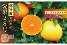 【先行予約】 【11月中旬から発送】 愛果28号 ギフトボックス L から 2L サイズ 5玉 ご贈答 A品 秀品（ 愛媛みかん 愛媛ミカン みかん ミカン mikan 蜜柑 フルーツ 果物 くだもの お取り寄せ 産地直送 数量限定 人気 おすすめ 愛媛 松山 蓮果園 ）