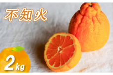 【2026年3月中旬より発送】  不知火 2kg