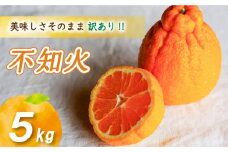 【2026年4月上旬より発送】 訳あり不知火 5kg