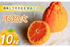 【2026年4月上旬より発送】 訳あり不知火 10kg