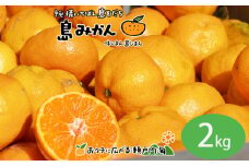 【11月下旬頃から発送予定】温州みかん 2kg  愛媛 中島産 希望の島  家庭用 みかん 柑橘 