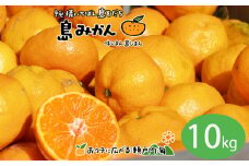 【11月下旬頃から発送予定】温州みかん 10kg  愛媛 中島産 希望の島  家庭用 みかん 柑橘 