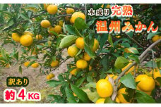 【12月中旬から発送】【訳あり】【4kg】愛媛 中島産 温州みかん   産地直送 家庭用（みかん 産地直送 みかん 蜜柑 旬 わけあり 訳あり 柑橘 果物 フルーツ 糖度 愛媛 松山） 中島育ち 愛媛 松本農園