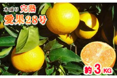 【1月発送予定】 【秀品】甘さ抜群！ 愛果28号 3kg L から 4Lサイズ （高級みかん 産地直送 ｜あいか 愛果 みかん 蜜柑 旬 わけあり 訳あり 甘い 柑橘 果物 フルーツ 糖度 高級 愛媛 松山） 中島育ち 愛媛 松本農園