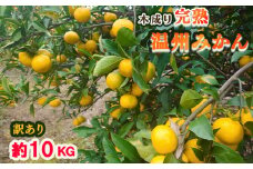 【12月中旬から発送】【訳あり】【10kg】愛媛 中島産 温州みかん   産地直送 家庭用（みかん 産地直送 みかん 蜜柑 旬 わけあり 訳あり 柑橘 果物 フルーツ 糖度 愛媛 松山） 中島育ち 愛媛 松本農園