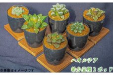 【皇妃和之宮】 多肉植物 ハオルチア 希少品種 1ポッド