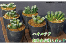 【玉扇みだれ髪】 多肉植物 ハオルチア 超希少品種 1ポッド