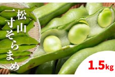 【先行予約】 【2026年4月下旬から発送】 ＜松山ブランド＞松山一寸そらまめ 1.5kg  （ 春野菜 ソラマメ そら豆 空豆  産地直送 期間限定 愛媛 松山 フジ・アクリフーズ ）