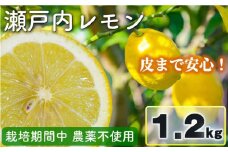 【先行予約】 瀬戸内レモン 1.2kg レモン れもん 檸檬 レモン果汁 酸味 果物 ビタミン 健康 フルーツ 柑橘 農家直送 産地直送 数量限定 国産 愛媛 松山 レモン レモンサワー ジュース チューハイ 果物 くだもの 果実 フルーツ 有名 愛媛 愛媛県産 瀬戸内 ビタミン れもん デザート スイーツ 人気 おすすめ