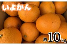 愛媛県松山市産 訳あり いよかん 約10kg
