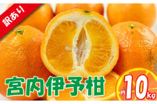 訳あり 宮内伊予柑 約10kg ( 訳あり みかん 訳あり柑橘 訳あり商品 伊予柑 いよかん みかん 宮内いよかん 柑橘 松山 愛媛県 )
