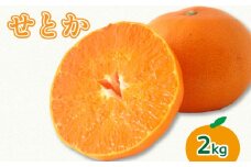 【2026年3月上旬より発送】せとか 2kg