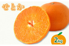 【2026年3月上旬より発送】せとか 2kg