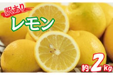 訳あり レモン サイズ不揃い 約2kg ( 訳あり れもん レモン 檸檬 国産 旬のフルーツ 愛媛県 松山市)