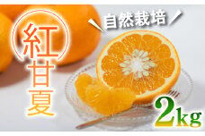 【自然栽培】紅甘夏 2kg ｜甘夏 紅甘夏 みかん 自然栽培  柑橘 ミカン ﾐｶﾝ 愛媛県産 家庭用 えひめのみかん GUILD  愛媛県 松山市