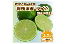 【9月下旬頃より発送】 ライム 約1.2kg（10個～18個）ライム らいむ 柑橘  限定 新鮮 希少 香り 瀬戸内 お酒 旬 国産 贅沢 爽快 甘酸 特産 自家製 採れたて 愛媛県 松山市 