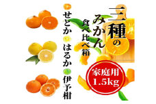 【三種のみかん食べ比べ箱】先行予約 ＜2026年2月から順次発送＞ せとか・はるか・伊予柑 約1.5kg 家庭用　 | 愛媛 みかん 先行予約 蜜柑 柑橘 果物 くだもの フルーツ お取り寄せ グルメ 期間限定 数量限定 人気 おすすめ 愛媛県 松山市