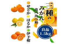 【三種のみかん食べ比べ箱】先行予約 ＜2026年2月から順次発送＞ せとか・はるか・伊予柑 約1.5kg 良品　 | 愛媛 みかん 先行予約 蜜柑 柑橘 果物 くだもの フルーツ お取り寄せ グルメ 期間限定 数量限定 人気 おすすめ 愛媛県 松山市