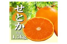 ＜2026年2月から順次発送＞ せとか 約1.5kg 良品 | 愛媛 みかん 先行予約 蜜柑 柑橘 果物 くだもの フルーツ お取り寄せ グルメ 期間限定 数量限定 人気 おすすめ 愛媛県 松山市