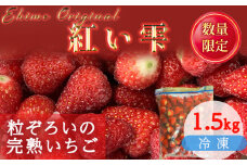 【2025年6月から発送】 愛媛県オリジナル品種 紅い雫の冷凍イチゴ 1.5kg いちご 冷凍 甘い苺 イチゴ 苺 ギフト ふるさと納税イチゴ アイスクリーム いちご ジャム スムージー ヨーグルト ストロベリー イチゴ 冷凍いちご 新鮮 果実 果汁  いちご園 すとろべりー 渡辺農園のイチゴ プレゼント 贈答 ふるさと納税苺 数量限定 お菓子作り 完熟いちご 愛媛県オリジナル品種の苺 冷凍苺