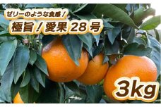【先行予約】極旨！愛果28号 3㎏ 【1月中旬～2月中旬発送】 柑橘 果物 フルーツ あいか 愛果28号 みかん 松山市 愛媛県