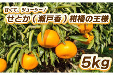 【先行予約】せとか(瀬戸香)柑橘の王様 5㎏ 【2月中旬～3月中旬発送】 柑橘 果物 フルーツ せとか みかん 松山市 愛媛県