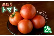 トマト 2kg 麗月トマト 赤採れ moto farm 完熟 大玉 甘い 酸味 バランス 野菜 とまと 産地直送 数量限定 新鮮 国産 フルーツトマト サラダ 加工用 ジュース用 健康 美味しい 人気 おすすめ ギフト 贈答 朝採れ 家庭用 贅沢 フレッシュ 愛媛県 松山市