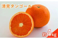 <先行予約3月下旬頃より発送予定>【訳あり】 清見タンゴール 約4kg