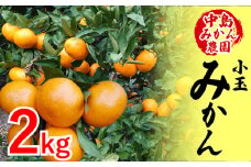 【2025年12月から発送】中島産 温州みかん 小玉2kg ｜ ミカン 蜜柑  不揃い 柑橘 果物 フルーツ 松山 愛媛 みかん ミカン 蜜柑 中島みかん 小玉蜜柑 不揃いミカン 温州みかん ミカン