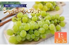 シャインマスカット 約1kg | シャインマスカット ぶどう ブドウ フルーツ 果物 くだもの 冷蔵 期間限定 伊台五明こうげんぶどう 愛媛県 松山市 ベジろう 送料無料