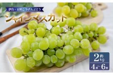 シャインマスカット 約2kg | シャインマスカット ぶどう ブドウ フルーツ 果物 くだもの 冷蔵 期間限定 伊台五明こうげんぶどう 愛媛県 松山市 ベジろう 送料無料