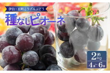 種なしピオーネ 約2kg | ピオーネ ぶどう ブドウ フルーツ 果物 くだもの 冷蔵 期間限定 伊台五明こうげんぶどう 愛媛県 松山市 ベジろう 送料無料