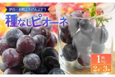 種なしピオーネ 約1kg | ピオーネ ぶどう ブドウ フルーツ 果物 くだもの 冷蔵 期間限定 伊台五明こうげんぶどう 愛媛県 松山市 ベジろう 送料無料