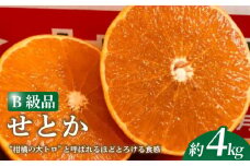 【2026年2月下旬より発送】 せとか 4kg 【B級品】| 柑橘 みかん せとか 果物 愛媛県 松山市 田村農園 