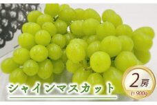 ★8月下旬から発送★ 松山市産 シャインマスカット 2房（計900g） ぶどう 葡萄 フルーツ 果物 産地直送 松山市産 フジ・アグリフーズ 期間限定 先行予約 くだもの ブドウ 大粒 おすすめ 人気 旬