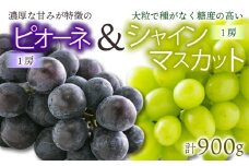 【先行予約】★8月下旬から発送★ 松山市産 シャインマスカット 1房 ピオーネ 1房のセット 計900g ぶどう 葡萄 フルーツ 果物 産地直送  期間限定 先行予約 くだもの ぶどう 葡萄 ブドウ 大粒 おすすめ 人気 旬 フルーツ
