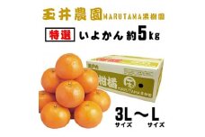 【先行予約】【2026年2月上旬頃発送】【特選】玉井農園のいよかん 5kg（3L～Lサイズ） みかん 柑橘 いよかん フルーツ