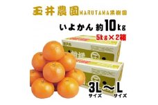【先行予約】【2026年2月上旬頃発送】玉井農園のいよかん 10kg（3L～Lサイズ） みかん 柑橘 いよかん フルーツ