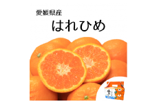 【先行予約】【2025年12月下旬頃発送】はれひめ 約2.5kg みきゃん箱入 愛媛県産 柑橘 みかん 贈答 可愛い 愛媛県 松山市