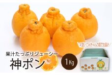【先行予約】【2026年3月中旬～5月中旬頃順次発送】 神ポン(デコポンと同品種) 1kg｜ 神ポン デコポン と同品種  不知火 柑橘 取り寄せ 甘いみかん 春のみかん ギフト 愛媛県産 ミカン みかん mikan 蜜柑 フルーツ 果物 くだもの お取り寄せ 産地直送 数量限定 人気 おすすめ 送料無料 贈答 愛媛県 松山市