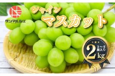 シャインマスカット 約2kg ( 3～5房 ) 青秀 以上 冷蔵 愛媛県産 松山 伊台