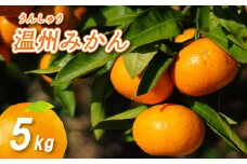 【2025年11月上旬から発送】 温州みかん 5kg